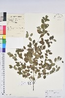 藏品(葉底珠、市蔥密花葉底珠)的圖片