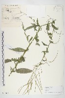 藏品(垂果南芥菜)的圖片