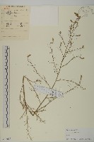 藏品(豬毛菜)的圖片