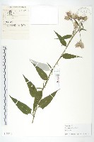 藏品(銀背風毛菊)的圖片