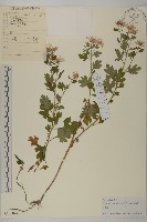 藏品(小紅菊)的圖片