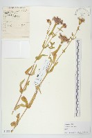 藏品(野艾蒿)的圖片