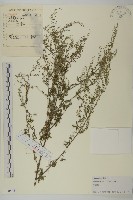 藏品(蒿子)的圖片