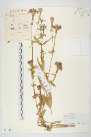 藏品(百日菊)的圖片