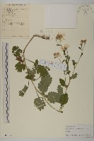 藏品(小紅菊)的圖片