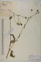 藏品(杓兒菜)的圖片