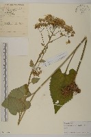 藏品(東風菜)的圖片