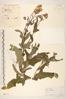 藏品(長裂苦苣菜)的圖片