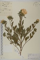 藏品(翠菊)的圖片