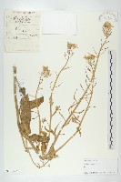 藏品(蘿蔔、夢卜)的圖片