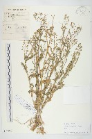 藏品(薺)的圖片