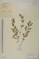 藏品(灰綠藜)的圖片