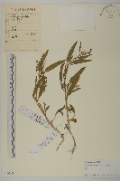 藏品(濱藜)的圖片