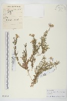 藏品(阿爾泰狗哇花)的圖片