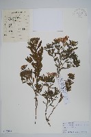 藏品(砂引草)的圖片