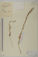 藏品(鹽地鹼蓬)的圖片