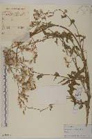 藏品(大刺兒菜)的圖片