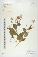 藏品(諸葛菜)的圖片