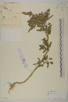 藏品(藜、灰藜)的圖片