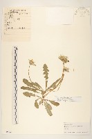 藏品(蒲公英)的圖片