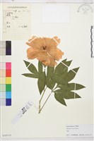 藏品(芍藥)的圖片