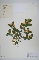 藏品(美果忍冬，新疆忍冬)的圖片