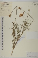 藏品(大波斯菊)的圖片