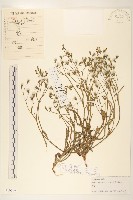 藏品(兔仔菜)的圖片