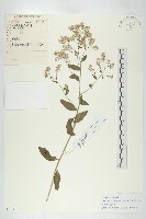 藏品(光果寬葉獨行菜)的圖片