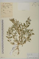 藏品(灰綠藜)的圖片