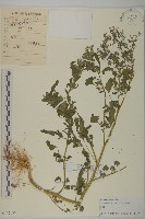 藏品(小藜)的圖片