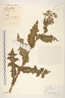 藏品(苦滇菜、苦菜)的圖片
