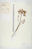 藏品(費菜)的圖片