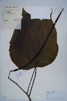 藏品(梓樹)的圖片