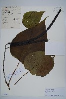 藏品(梓樹)的圖片