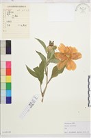 藏品(芍藥)的圖片