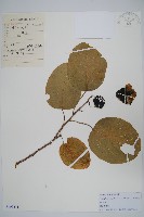 藏品(軟棗獼猴桃)的圖片