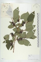 藏品(柿、柿仔、紅柿)的圖片