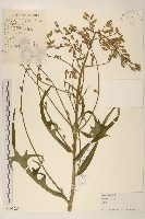 藏品(鵝仔草)的圖片