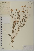 藏品(紫菀)的圖片