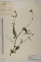 藏品(杓兒菜)的圖片