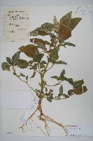 藏品(反枝莧)的圖片