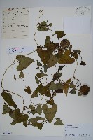 藏品(北馬兜鈴)的圖片