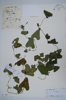 藏品(北馬兜鈴)的圖片