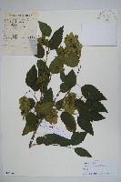 藏品(鵝耳櫪)的圖片