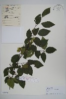 藏品(鵝耳櫪)的圖片