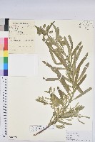 藏品(乳漿大戟)的圖片