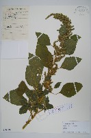 藏品(反枝莧)的圖片