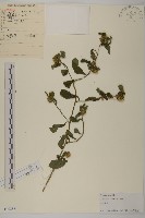 藏品(杓兒菜)的圖片