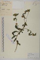 藏品(杓兒菜)的圖片